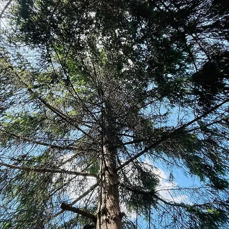 Whispering Pines Casa vacanze *