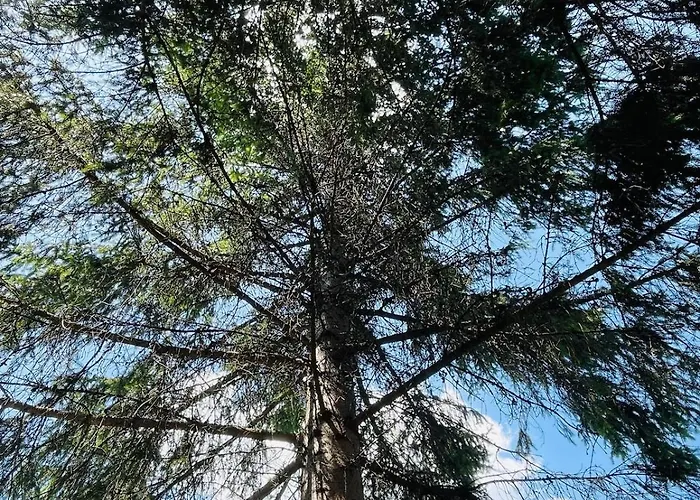 Whispering Pines Nyaraló *